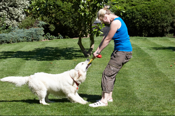 ................ pulllllllllllllll
الكلمات الإستدلالية(لتسهيل البحث): action Animal Animals Bramley Canine Canines Dog Dogs Golden Retriever Land Mammal Land Mammals Laura Play Playing Playtime Retrievers Terrestrial Mammal Terrestrial Mammals Tug-o-war