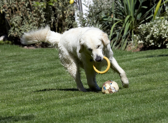 ........... yesssssssss
Palabras clave: Animal Animals ball Bramley Canine Canines Dog Dogs Golden Retriever Land Mammal Land Mammals Play Playing Playtime Retrievers Terrestrial Mammal Terrestrial Mammals