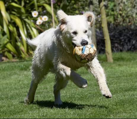I can ................
Palabras Clave: action Animal Animals Ball Bramley Canine Canines Dog Dogs Golden Retriever Land Mammal Land Mammals Play Playing Playtime Retrievers Run Running Terrestrial Mammal Terrestrial Mammals