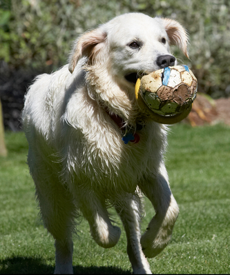 ............... run ................
Anahtar kelimeler: action Animal Animals Ball Bramley Canine Canines Dog Dogs Golden Retriever Land Mammal Land Mammals Play Playing Playtime Retrievers Run Running Terrestrial Mammal Terrestrial Mammals