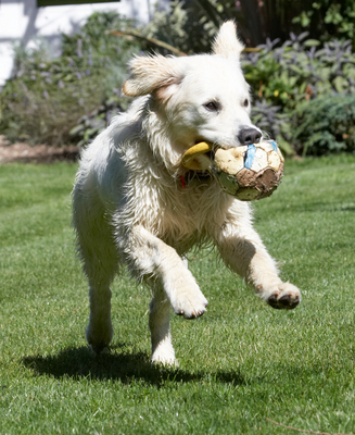 ................ and run .................
Schlüsselwörter: action Animal Animals Ball Bramley Canine Canines Dog Dogs Golden Retriever Land Mammal Land Mammals Play Playing Playtime Retrievers Run Running Terrestrial Mammal Terrestrial Mammals