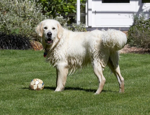 WOT!!
Keywords: Animal Animals ball Bramley Canine Canines Dog Dogs Golden Retriever Land Mammal Land Mammals Play Playing Playtime Retrievers Terrestrial Mammal Terrestrial Mammals