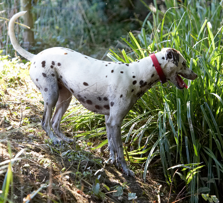 Wot's in there? ..............
Palabras clave: Animal Animals Canine Canines Dalmatian Dalmatians Dog Dogs Land Mammal Land Mammals Mia Play Playing playtime Terrestrial Mammal Terrestrial Mammals