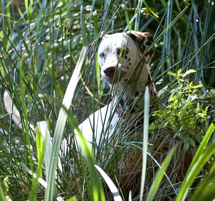 ........... I'm goin' in ...............
Palabras clave: Animal Animals Canine Canines Dalmatian Dalmatians Dog Dogs Land Mammal Land Mammals Mia Play Playing playtime Terrestrial Mammal Terrestrial Mammals