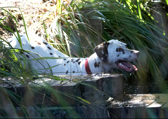 ............. for a closer look
Schlüsselwörter: Animal Animals Canine Canines Dalmatian Dalmatians Dog Dogs Land Mammal Land Mammals Mia Play Playing Playtime Smile smiling Terrestrial Mammal Terrestrial Mammals Tongue Water