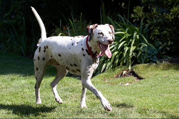 Heh, heh, that was good fun
Schlüsselwörter: Animal Animals Canine Canines Dalmatian Dalmatians Dog Dogs Land Mammal Land Mammals Mia Play Playing Playtime Smile Smiling Terrestrial Mammal Terrestrial Mammals tongue