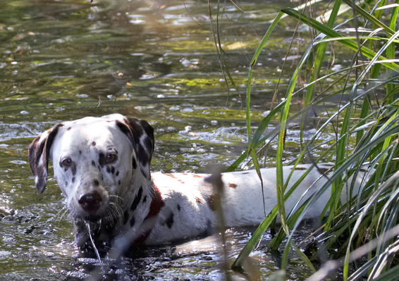 I'm cooling off, so what
Mots-clés: Animal Animals Canine Canines Dalmatian Dalmatians Dog Dogs Land Mammal Land Mammals Mia Play Playing Playtime Swim Swimming Terrestrial Mammal Terrestrial Mammals water