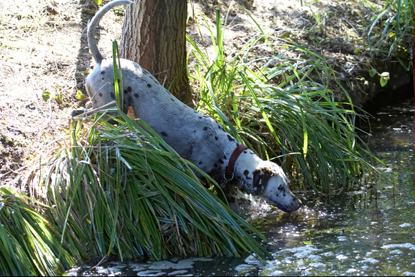 I'm goin' in ................
Keywords: Animal Animals Canine Canines Dalmatian Dalmatians Dog Dogs Land Mammal Land Mammals Mia Play Playing Playtime Terrestrial Mammal Terrestrial Mammals water