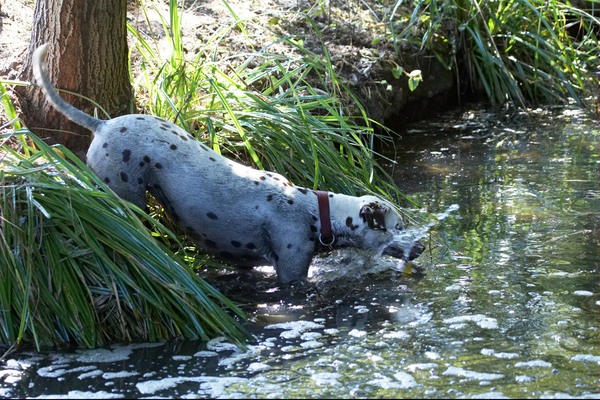 .............. for another dip ..............
Palabras Clave: Animal Animals Canine Canines Dalmatian Dalmatians Dog Dogs Land Mammal Land Mammals Mia Play Playing Playtime Terrestrial Mammal Terrestrial Mammals water