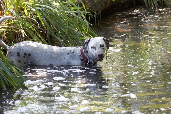 .................... OK!!
Ključne besede: Animal Animals Canine Canines Dalmatian Dalmatians Dog Dogs Land Mammal Land Mammals Mia Play Playing Playtime Terrestrial Mammal Terrestrial Mammals water