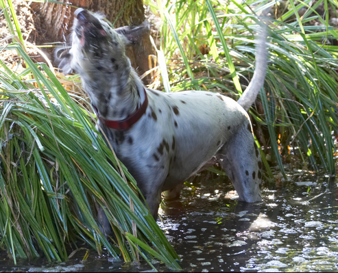 Gotta get rid of the excess
Keywords: Dog Rotate Rotating Rotation Shake Shaking Terrestrial Mammal Terrestrial Mammals Twist Animal Animals Canine Canines Dalmatian Dalmatians twisting Dogs Land Mammal Land Mammals Mia Play Playing Playtime