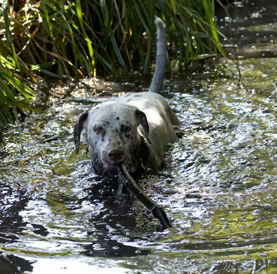 Look wot I found ..............
Schlüsselwörter: Animal Animals Canine Canines Dalmatian Dalmatians Dog Dogs Land Mammal Land Mammals Mia Play Playing Playtime Stick Swim swimming Terrestrial Mammal Terrestrial Mammals Water