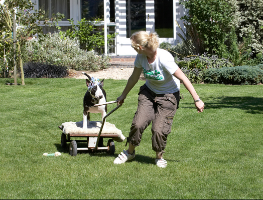 Yes, keep goin' ................
Keywords: Canine Laura Play Playing Playtime Princess Terrestrial Mammal Terrestrial Mammals Terriers Animal Animals Best Best friends Bullies Bully Tiara Canines Dog Dogs English Bull Terrier friends Indie Land Mammal Land Mammals