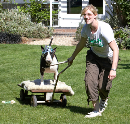 ............... this befits my status
Palabras clave: Canines Playing Playtime princess Smile Smiling Terrestrial Mammal Terrestrial Mammals Terriers Animal Animals Best Best friends Bullies Bully Canine Tiara Dog Dogs English Bull Terrier Friends Indie Land Mammal Land Mammals Laura Play