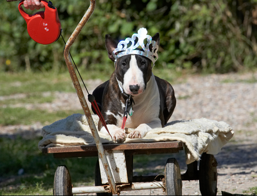 This is my carriage ..................
Schlüsselwörter: Animal Animals Bullies Bully Canine Canines Dog Dogs English Bull Terrier Indie Land Mammal Land Mammals Play Playing Playtime Princess Terrestrial Mammal Terrestrial Mammals Terriers tiara