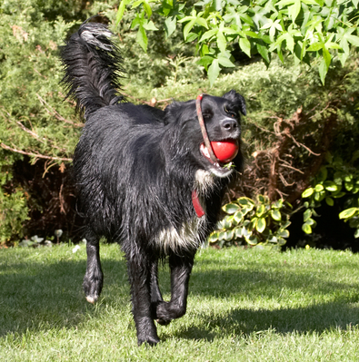 Look wot I got ...............
Palabras clave: action Animal Animals Barney Canine Canines Collie Collies Dog Dogs Friends Land Mammal Land Mammals Play Playing Playtime Run Running Terrestrial Mammal Terrestrial Mammals Terriers