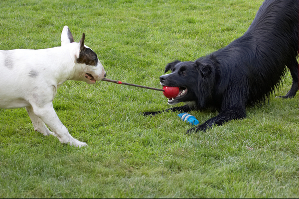 ........... let ..............
Anahtar kelimeler: Canine Land Mammals Mana Play Playing Playtime Terrestrial Mammal Terrestrial Mammals Terriers Animal Animals Barney Best Best friends Bullies Bully tug-o-war Canines Collie Collies Dog Dogs English Bull Terrier Friends Land Mammal