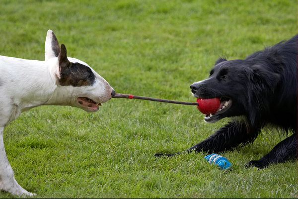 ................ goooooooooooooo
Ключові слова: Canine Land Mammals Mana Play Playing Playtime Terrestrial Mammal Terrestrial Mammals Terriers Animal Animals Barney Best Best friends Bullies Bully tug-o-war Canines Collie Collies Dog Dogs English Bull Terrier Friends Land Mammal