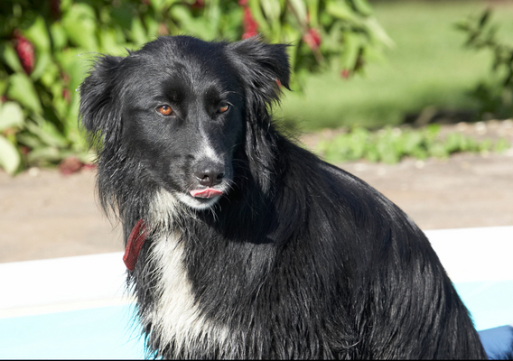 ............... doing here?!
Ključne besede: Animal Animals Barney Canine Canines Collie Collies Craig Dog Dogs Land Mammal Land Mammals Play Playing Playtime Pool Swimming Swimming pool Terrestrial Mammal Terrestrial Mammals tongue