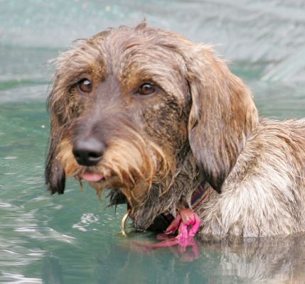 Gretel
Gretel is a standard wire-haired Daschund.  She was only here one day --- and was a lot of fun.  In this photo she's managed to get on top of the (dog-proof) swimming pool cover.

Ключові слова: Gretel Standard wire-haired Daschund Lucies Farm dog hotel dog resort swimming pool cover swimming dog