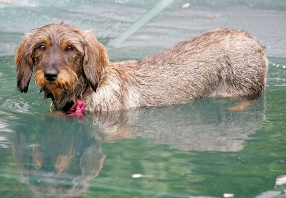 Gretel
Gretel -- a standard wire-haired Daschund --- enjoying the warm summer afternoon with a dip in the pool.  (Or, more accurately, on the dog-proof pool cover.)
Keywords: Gretel standard wire-haired Daschund dog pool swimming dog kennel dog boarding dog hotel Lucies Farm