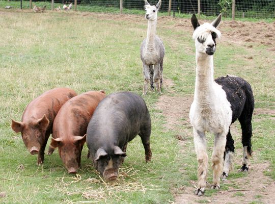 Pig, Pig, Pig, Alpaca, Alpaca
Two Tamworth boars (the red pigs), Westbrook the Berkshire boar, and our two elderly alpacas --- enjoying a summer afternoon.
Keywords: Tamworth pig Berkshire pig Westbrook alpaca Lucies Farm summer