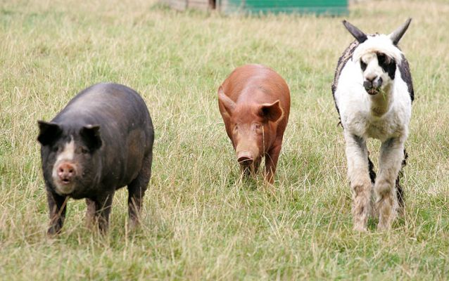 Westbrook, Tamworth Boar & Alpaca
Westbrook (our Berkshire boar), a Tamworth boar, and an alpaca enjoying a summer afternoon --- and coming for food.
Trefwoorden: Westbrook Berkshire boar Tamworth boar alpaca