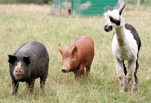 Westbook, Tamworth Boar & Alpaca
Westbrook (the black Berkshire boar), a Tamworth boar, and an alpaca --- looking for food.
Ključne besede: Tamworth boar Berkshire boar Westbrook alpaca Lucies Farm