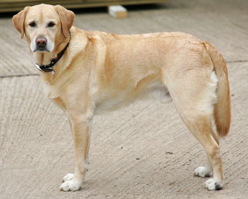 Zac
In the stable-yard.
Schlüsselwörter: Zac Golden Retriever dog kennel dog boarding Lucies Farm dog resort