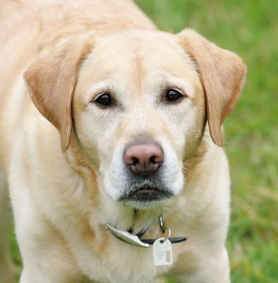 Zac
Keywords: Zac Golden Retriever dog hotel dog boarding Lucies Farm dog kennel