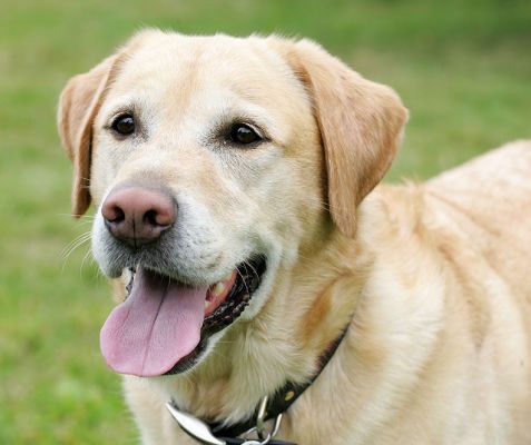 Zac
Happy dog!
Keywords: Zac Golden Retriever dog kennel dog boarding Lucies Farm dog resort