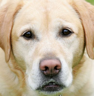 Zac
Zac, the Golden Retriever, looking very wise.  (Actually looking at the ball being held just above the camera lens.)
Keywords: Zac Golden Retriever wise dog kennel dog boarding Lucies Farm