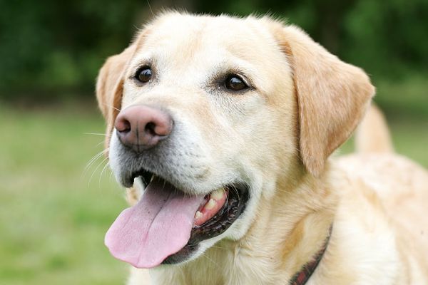 Zac
Schlüsselwörter: Zac Golden Retriever dog kennel dog boarding Lucies Farm dog resort
