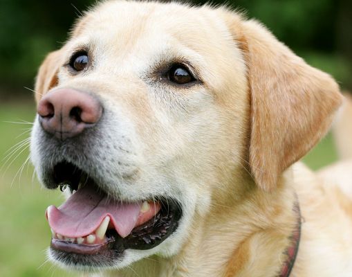 Zac
Ключові слова: Zac Golden Retriever dog hotel dog boarding dog kennel Lucies Farm