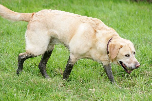 Zac -- With The Two-Tone Look
Λέξεις-κλειδιά: Zac Golden Retriever dog kennel dog boarding Lucies Farm dog resort