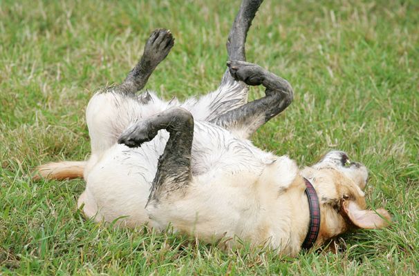 Zac
Zac managed to retrive an old ball he found in the muddy stream.  He's very pleased with his accomplishment --- and has decided to roll on his back in the grass.
Ключови думи: Zac Golden Retriever dog kennel dog boarding Lucies Farm dog resort