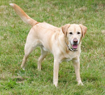 Zac
Keywords: Zac Golden Retriever Lucies Farm dog hotel dog kennel dog boarding dog resort