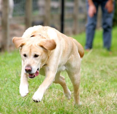 Zac Pouncing on the Ball
Marjorie (background) has thrown the ball --- Zac is about to pounce on it.
Trefwoorden: Zac Golden Retriever pounce catch fetch ball Lucies Farm dog boarding dog kennel dog resort