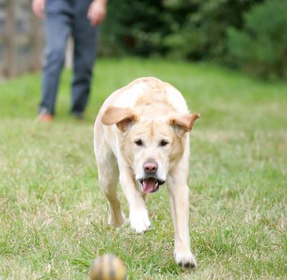 Zac
Anahtar kelimeler: Zac Golden Retriever dog kennel dog boarding Lucies Farm dog resort