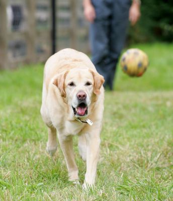 Zac Playing Catch
Marjorie (background) has thrown the yellow ball (foreground) --- Zac in pursuit.
Ключові слова: Zac yellow ball catch fetch Golden Retriever dog hotel dog boarding dog kennel Lucies Farm