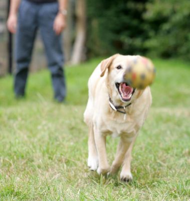 Zac Chasing The Ball
The ball is caught by the camera in mid-air, just in front of Zac.
Keywords: Zac ball playing Golden Retriever dog hotel dog boarding catch Lucies Farm dog resort