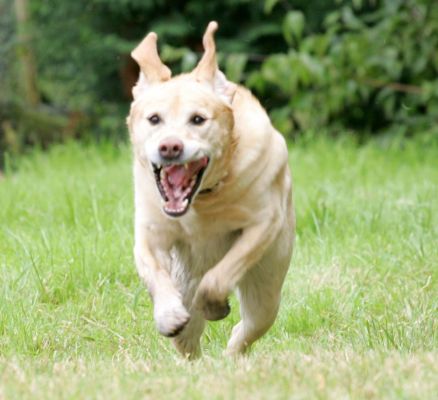 Zac in Pursuit
Chasing the ball.
Anahtar kelimeler: Zac golden retriever ball chasing Lucies Farm dog hotel dog kennel dog boarding