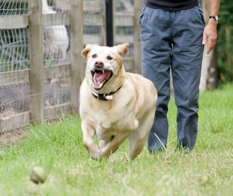 Zac
Zac chasing the ball --- energetically.
Mots-clés: Zac Golden Retriever dog kennel dog boarding Lucies Farm dog resort