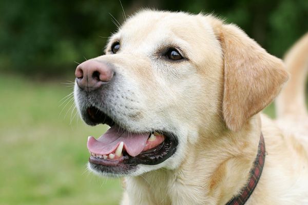 Zac
Keywords: Zac Golden Retriever dog kennel dog boarding Lucies Farm dog resort