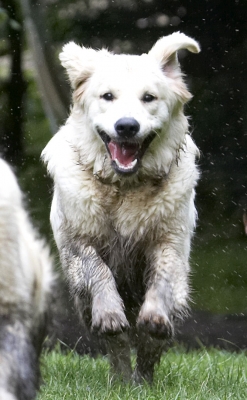 Leaping for joy
Keywords: Dog Dogs Golden Retriever Hal Retrievers Sirius Tongue