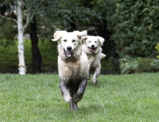 C'mon, keep up
Ključne besede: Dog Dogs Golden Retriever Hal Retrievers Sirius Tongue