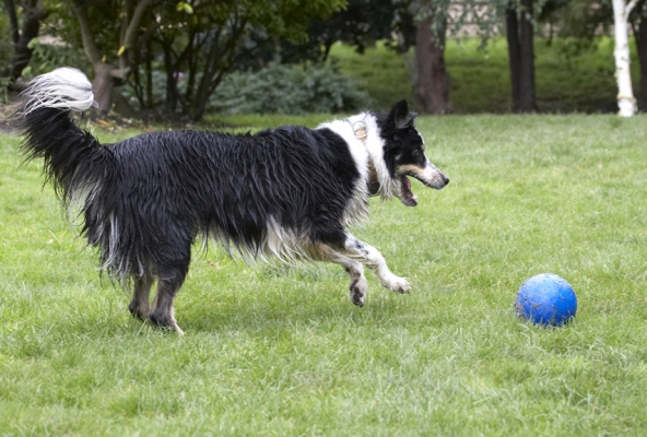Hey, a  ball just my size
Ключові слова: Ball Border Collie Collies Laura Stinky Tongue