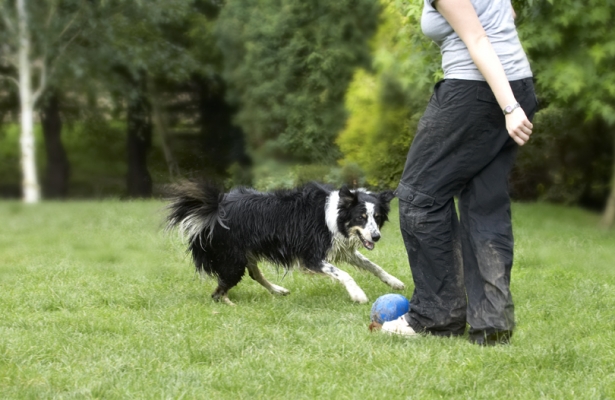 Go on then, kick it
Palabras Clave: Ball Border Collie Collies Laura Stinky Tongue