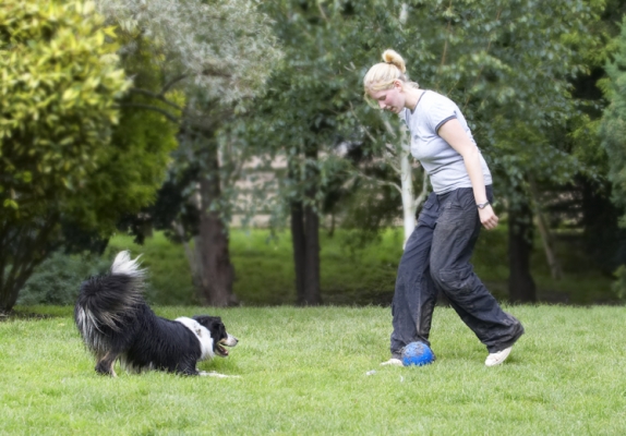 I'm ready
Keywords: Ball Border Collie Collies Laura Stinky Tongue
