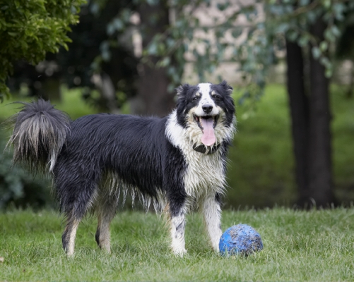 Wanna watch me play..........
Keywords: Ball Border Collie Collies Dog Dogs Stinky Tongue